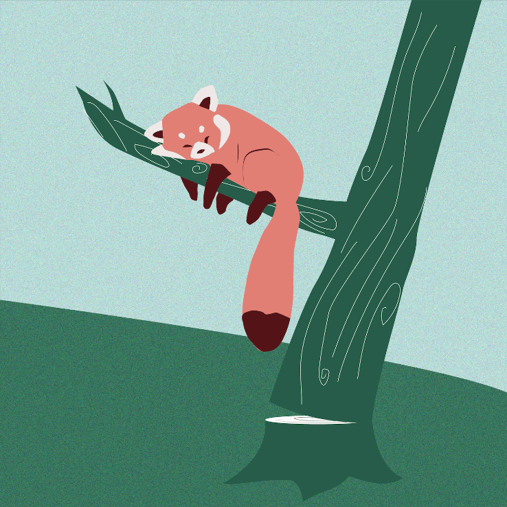 desiree-guzzo-Red panda-illustration